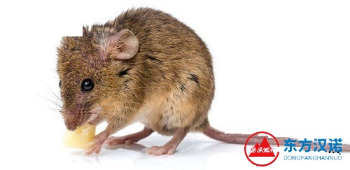 老鼠屎有毒嗎？家里發現了老鼠屎應該怎么處理？-東方漢諾-北京快訊