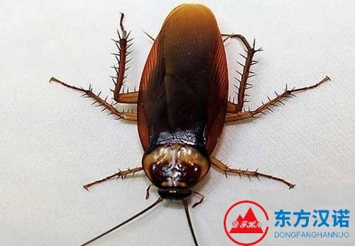 【專業滅蟑螂公司】東方漢諾—北京快訊