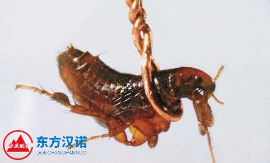 跳蚤如此讓人們深惡痛絕，怎么迅速消滅它們？-東方漢諾-北京快訊
