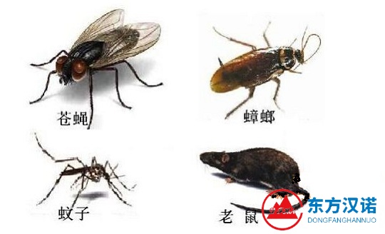 【除四害公司】東方漢諾—北京快訊