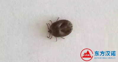 夏季蟲咬皮炎常發生，你被蟲咬了嗎？防蟲原來不太難！-東方漢諾-北京快訊