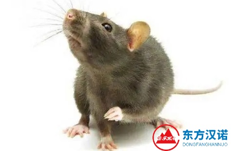 【北京專業(yè)滅老鼠公司】東方漢諾—北京快訊