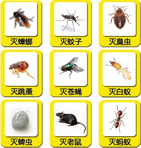 春暖花開，這些蟲蟲們也開始蠢蠢欲動……-東方漢諾-北京快訊