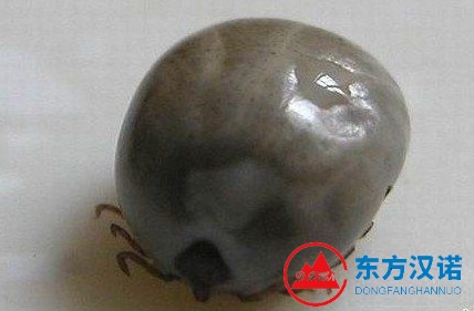 【專業(yè)滅蟲公司】東方漢諾—北京快訊