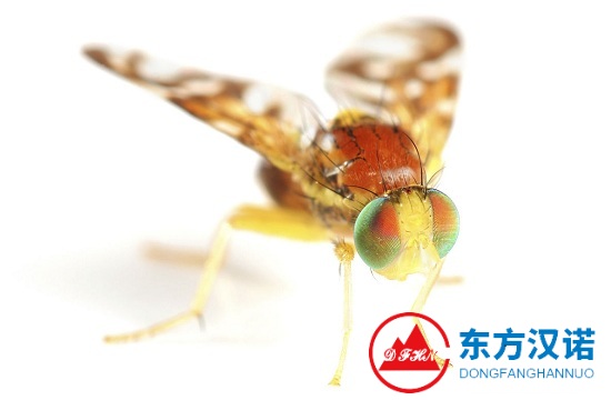 【北京滅蟲公司】東方漢諾—北京快訊