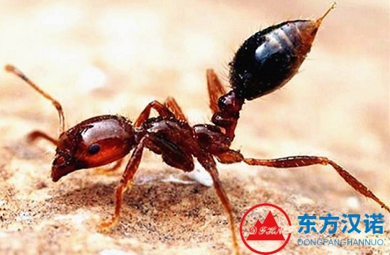 腫腿蜂是什么？是螞蟻嗎？被它咬了怎么辦？-東方漢諾-北京快訊