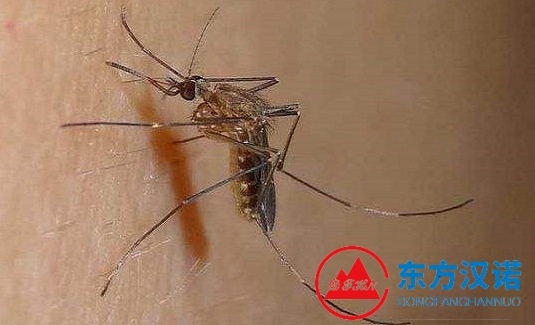 蚊子選秀，為什么它偏愛穿黑色衣服的人？