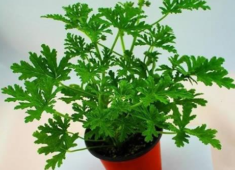 驅蚊植物常見的有哪些？家里種驅蚊草真的能驅蚊嗎？-東方漢諾-北京快訊
