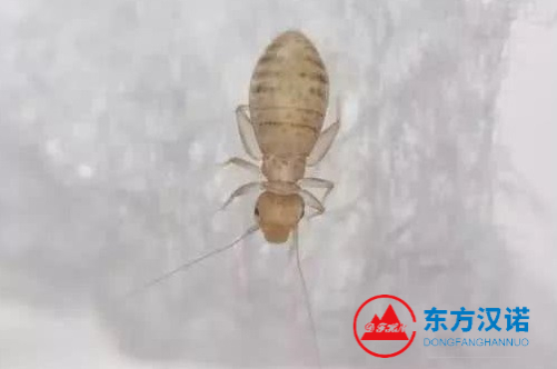【北京專業滅蟲公司】東方漢諾—北京快訊