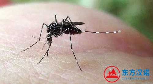 蚊從何來(lái)？那些常見(jiàn)卻不起眼的小容器，都是蚊子孳生的“風(fēng)水寶地”！-東方漢諾-北京快訊