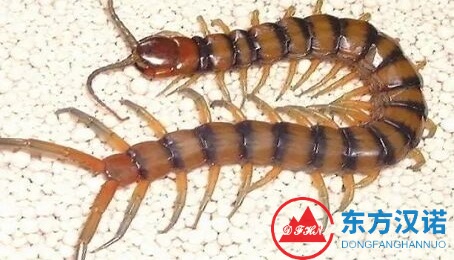 蜈蚣會在睡覺爬到人身上嗎？家庭如何預(yù)防蜈蚣？-東方漢諾-北京快訊