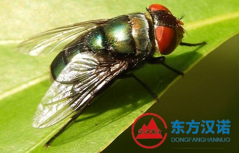 蒼蠅名片：絲光綠蠅——昆蟲界的法醫