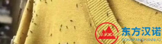 大量小飛蟲小黑蟲出現(xiàn)，專盯黃色和綠色，你困擾了么？-東方漢諾-北京快訊